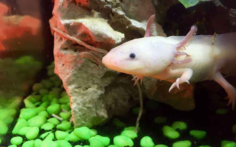 Axolotl-As-a-Pet-Names
