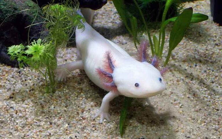 550+ Unique Axolotl Names with Meanings & Origins