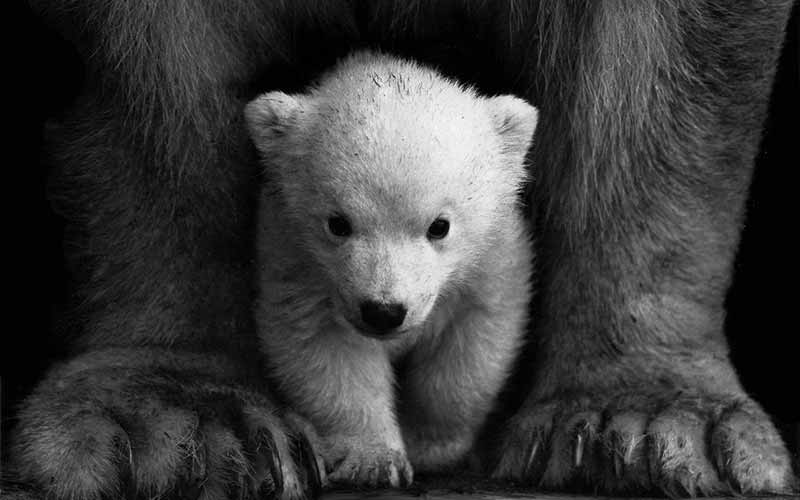 Baby-Polar-Bear-Names