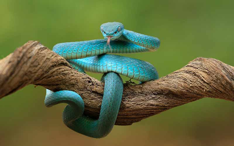 Blue Snake Names