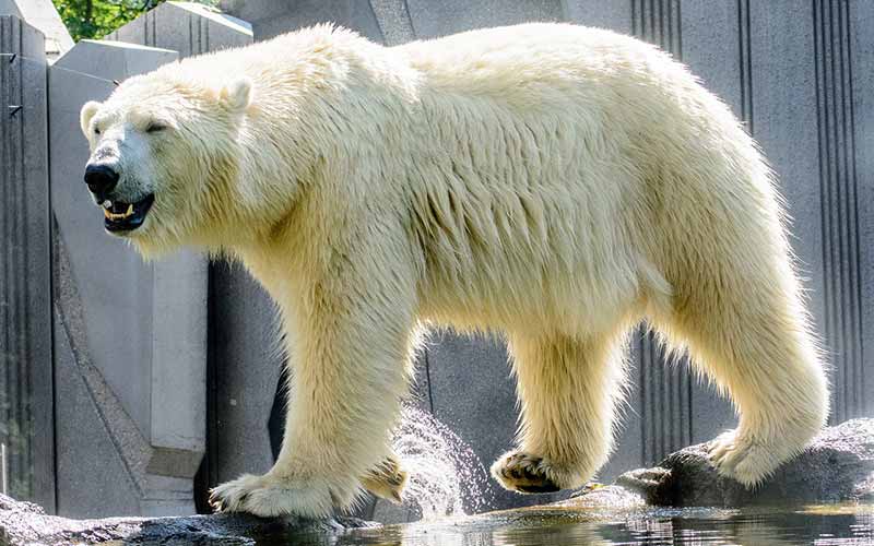 Famous-Polar-Bears