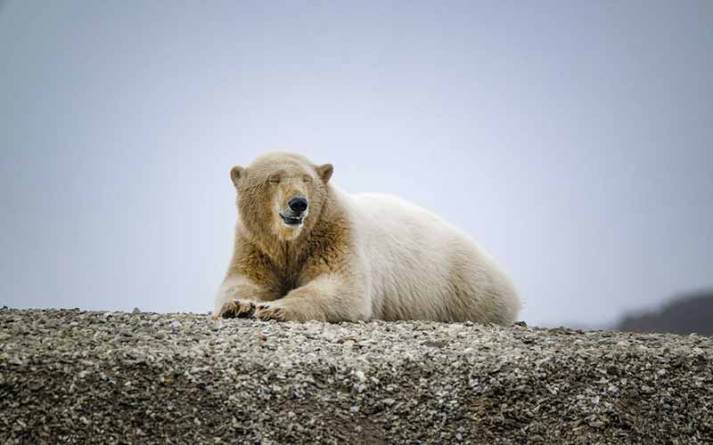 Female-Polar-Bear-Names