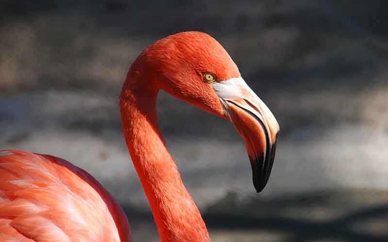 Flamingo-Names