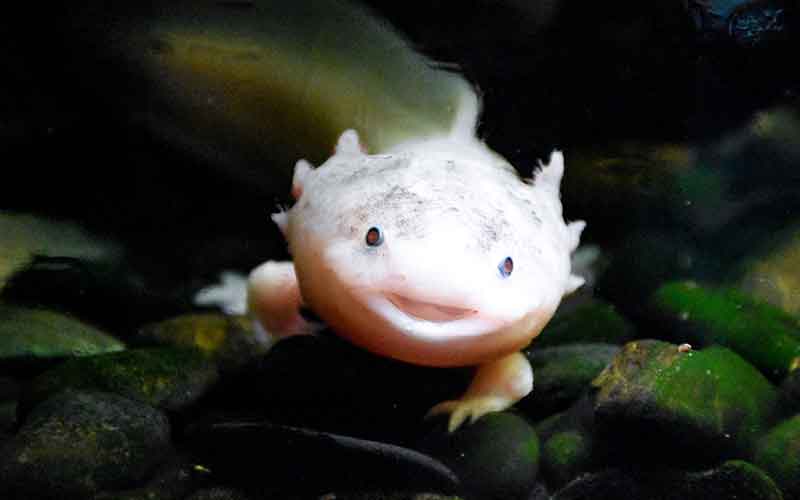 Funny-Axolotl-Names