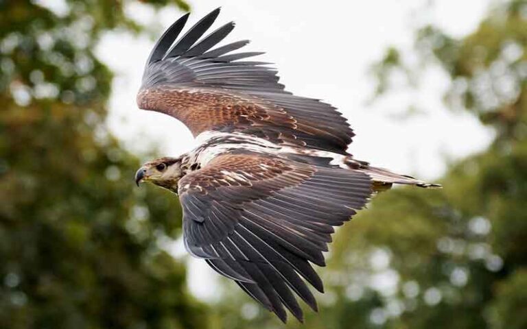 Hawk Names – 420 Unique Ideas with Origins & Meanings