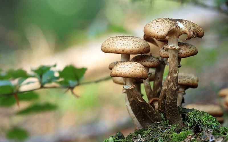 Mushroom-Inspired-Names