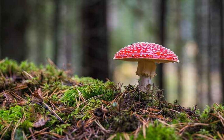 Mushroom Names: 690 Cute Ideas for Fungi with Meanings & Origins