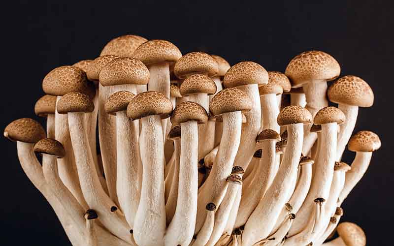 Mushroom Names with a Whimsical Twist
