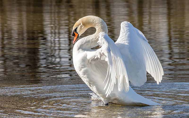 Names-Of-Swan-Species
