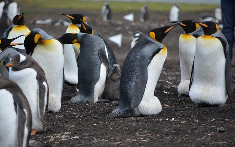 Penguin Names: 400 Best Ideas for Cute Penguins