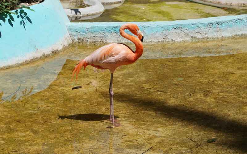 Pet-Flamingo-Names