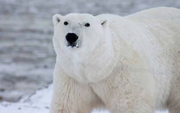 480+ Best Polar Bear Names – with Meanings & Origins