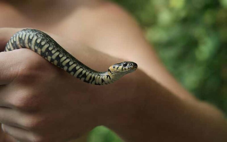 Pet Snake Names: 800+ Unique Ideas with Meanings