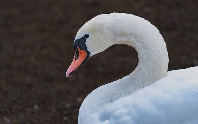 Swan-Female-Names