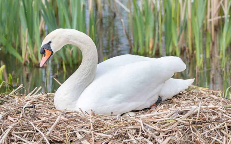 Pet Swan Names: 480 Adorable Ideas with Meanings & Origin