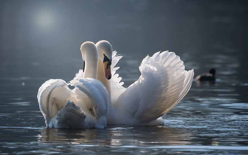 Swan-Pair-Names
