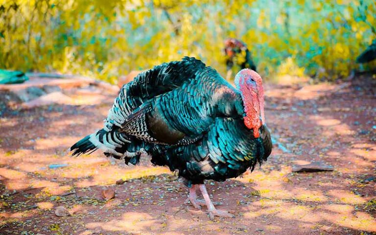 Turkey Names: 300 Enchanting & Meaningful Choices